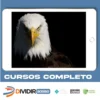 Mentoria  Águias Do Tiktok - Samuka