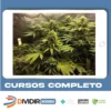 Cultivo Indoor de Plantas Medicinais - Jean Silva